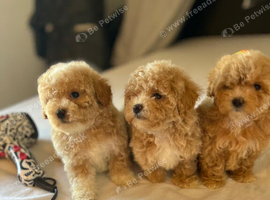 Adorable  Maltipoo puppies