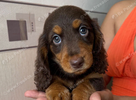 Long hair miniature dachshund