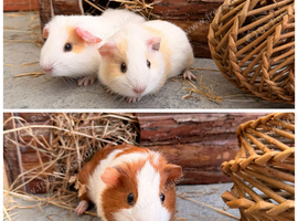 3 Baby boars