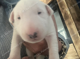 7 x KC Registered English Bullterrier Puppy&rsquo;s
