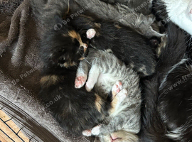 6 Adorable Kittens for Sale!