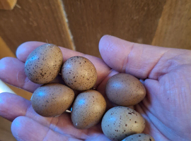 Fertilised quail eggs