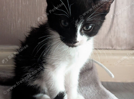 5 kittens looking for a cozy home this autumn