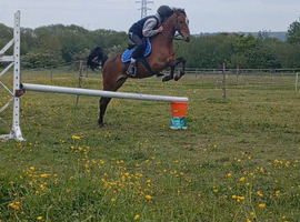 13.2 British riding pony mare