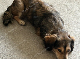 Loving home wanted for Dachshund mix