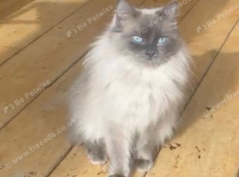 Stunning lilac point female ragdoll