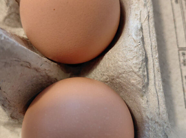 Buff Orpington hatching eggs