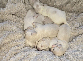KC REG Cream miniature dachshund and cream pied