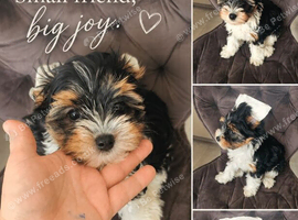 Left  3 boys. Beautiful Biewer Yorkshire Terrier Puppies &ndash; Standard Size