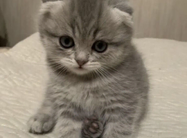 Scottish Fold & Straight Kittens