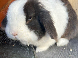 Blue Lion lop