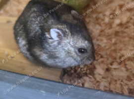 Two male hamsters