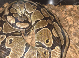 3 royal pythons 2 females and 1 male