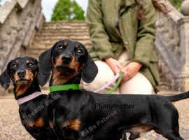 4kg Champion Sired KC STUD ONLY