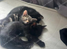 Female kitten for sale