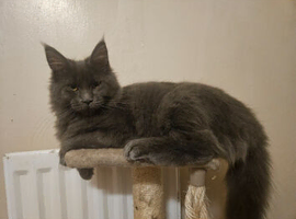 1 year old maincoon female