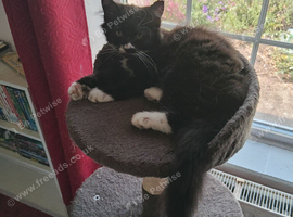 Kitten long haired