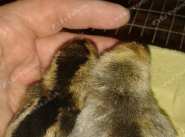 Cream Legbar Day old chicks hatched 16/10/26