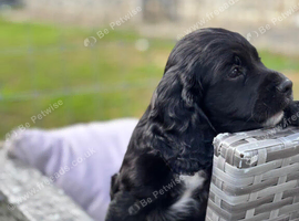 Kc reg  cocker black boy puppy heritary clear