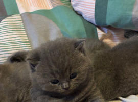 Beautiful kitty