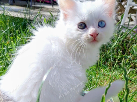Maine Coon Kittens White and Smoke