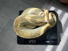 Burmese and ball pythons for sale