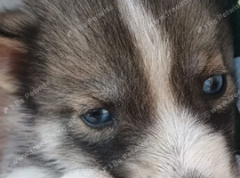 Pedigree Siberian Husky Puppies