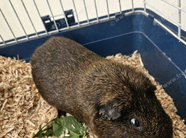 male guinea pigs