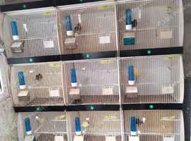 Plastic breeding cages singles, doubles, trebles