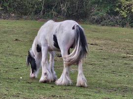 8mth old colt colored cob