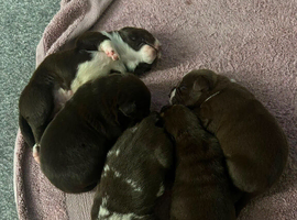 Bullodor Puppies