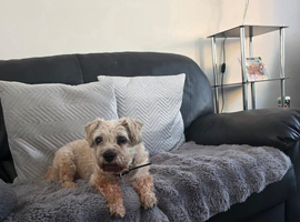 Wanted Border terrier girl