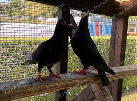 Black racing pigeon
