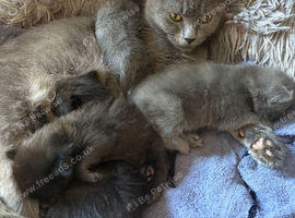 2 Grey 2 black kittens for sale