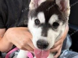 Siberian Husky - 2 Beautiful Husky puppies ready to loving homes. Beautiful white Female and White and black female.