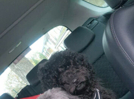 Cockershihpoo puppies