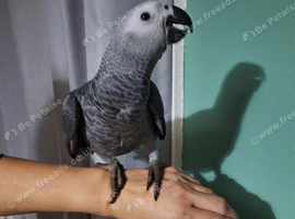 Beautiful friendly African grey boy