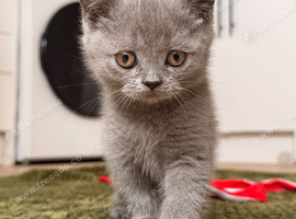 British shorthair kittens