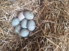 5 fertile cayuga