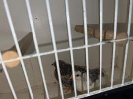 2 quail