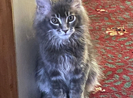 Maine coon