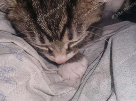 playful  girls ready to new home