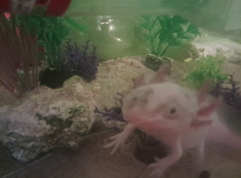 Axolotl one gold one pink