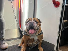 Stunning Traditional Red/White Female for Sale