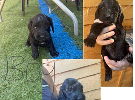 Cockapoo puppies