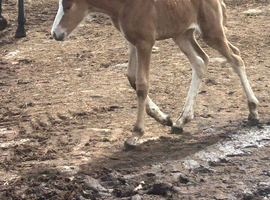 Outstanding filly foal for sale
