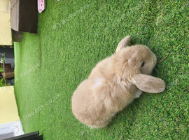 Beautiful Mini lop looking good a home