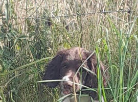 Gorgeous English Springer Spaniel Puppies