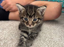 2 Female Kittens