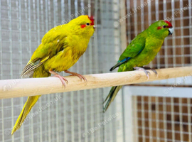 Kakaraki parrot